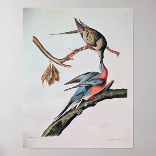 Passenger Pigeon uit 'Birds of America' Poster (Voorkant)