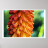 Passie, Creativiteit, Vuur - een vette bloem in de Poster (Voorkant)