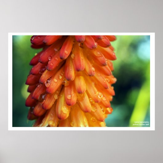 Passie, Creativiteit, Vuur - een vette bloem in de Poster (Voorkant)