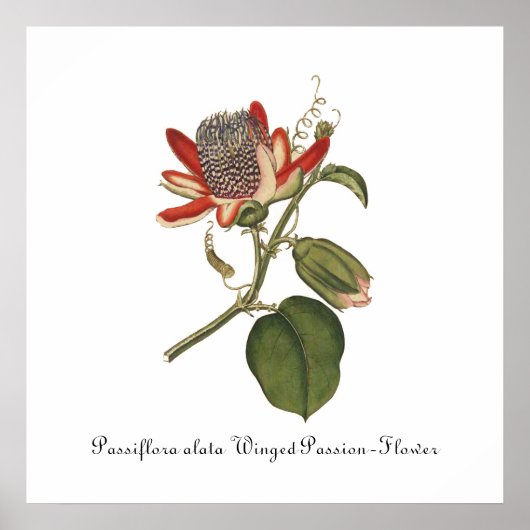  Passie-ventilatorillustratie Poster (Voorkant)