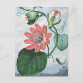 Passiebloem (1799) van Sydenham Teak Edwards. Briefkaart (Voorkant)