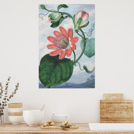 Passiebloem (1799) van Sydenham Teak Edwards. Poster (Keuken)