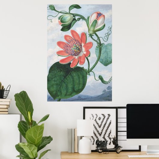 Passiebloem (1799) van Sydenham Teak Edwards. Poster (Thuiskantoor)