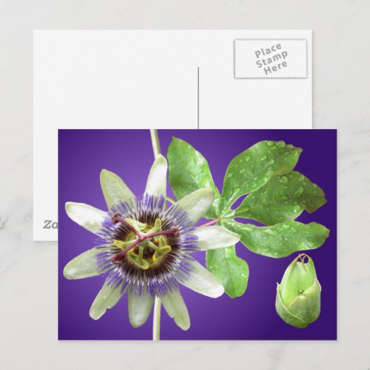 Passiebloem Briefkaart (Voorkant / Achterkant)