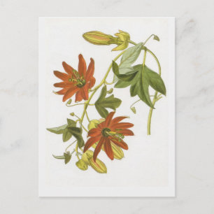 Passiebloem Briefkaart