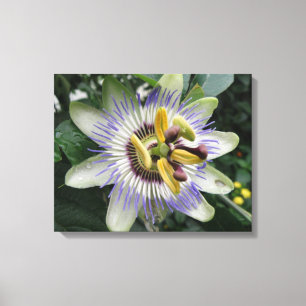 Passiebloem Canvasprint Canvas Afdruk