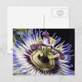 Passiebloem close-up (MR) Briefkaart (Voorkant / Achterkant)