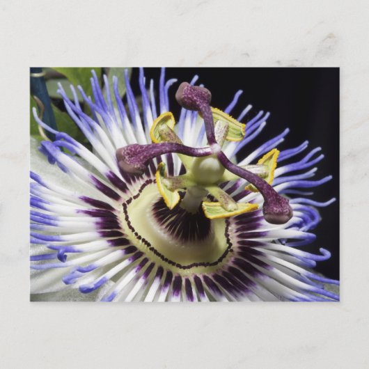 Passiebloem close-up (MR) Briefkaart (Voorkant)