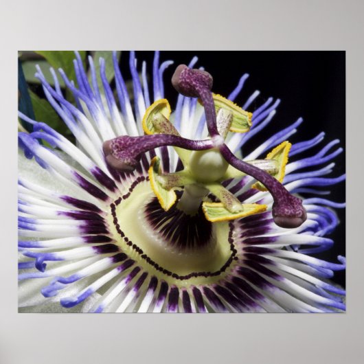 Passiebloem close-up (MR) Poster (Voorkant)