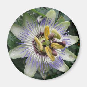 Passiebloem Magneet