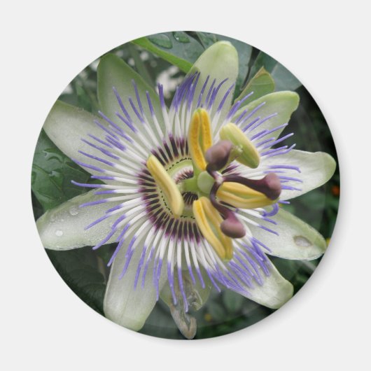Passiebloem Magneet (Voorkant)