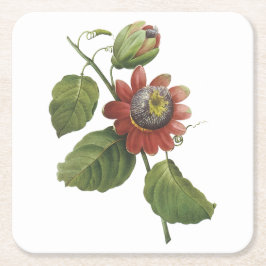 passiebloem (Passiflora alata) van Redouté Kartonnen Onderzetters