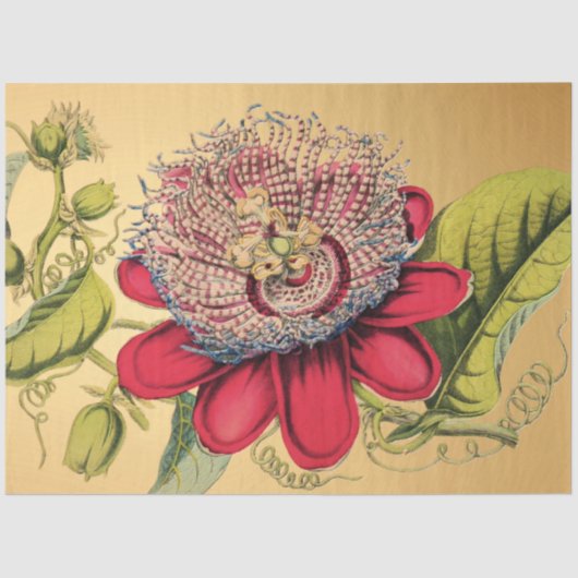 Passiebloem  Rood Goud Illustratie Tissuepapier (Voorkant)