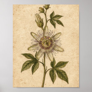 Passiebloem Wingerd Botanische Kunst Poster