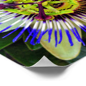 Passiebloem Zomerbloeiend Plant Poster (Hoek)