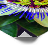 Passiebloem Zomerbloeiend Plant Poster (Hoek)