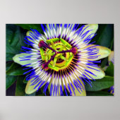 Passiebloem Zomerbloeiend Plant Poster (Voorkant)