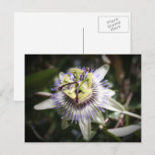 passiefplant, bloem, myreddingskunst briefkaart (Voorkant / Achterkant)