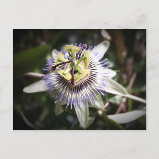 passiefplant, bloem, myreddingskunst briefkaart (Voorkant)