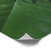 Passievloer en vlinder poster (Hoek)