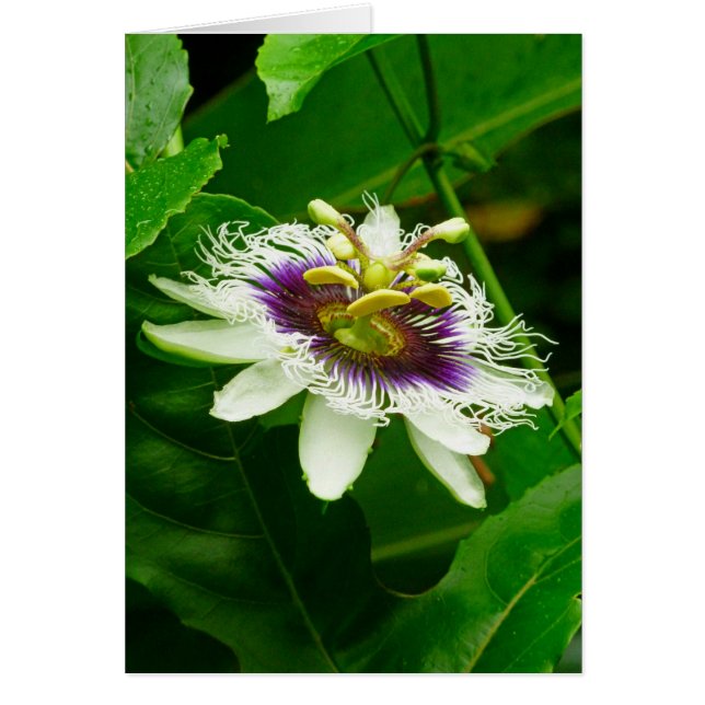 Passiflora (Voorkant)