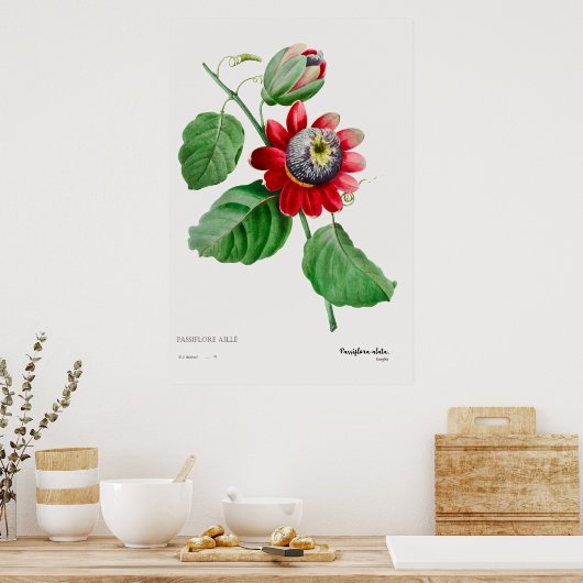 Passiflora Ailee - verbluffend Poster voor botanis (Keuken)