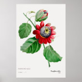 Passiflora Ailee - verbluffend Poster voor botanis (Voorkant)