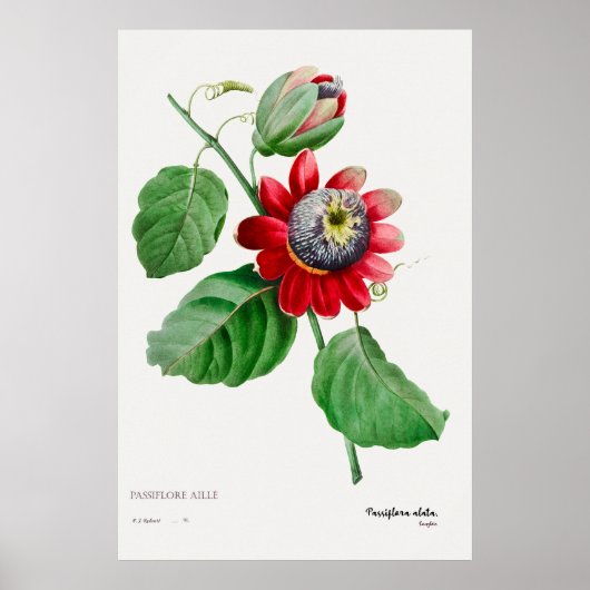 Passiflora Ailee - verbluffend Poster voor botanis (Voorkant)