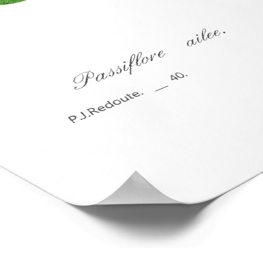 Passiflora alata poster (Hoek)