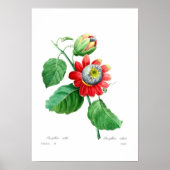 Passiflora alata poster (Voorkant)