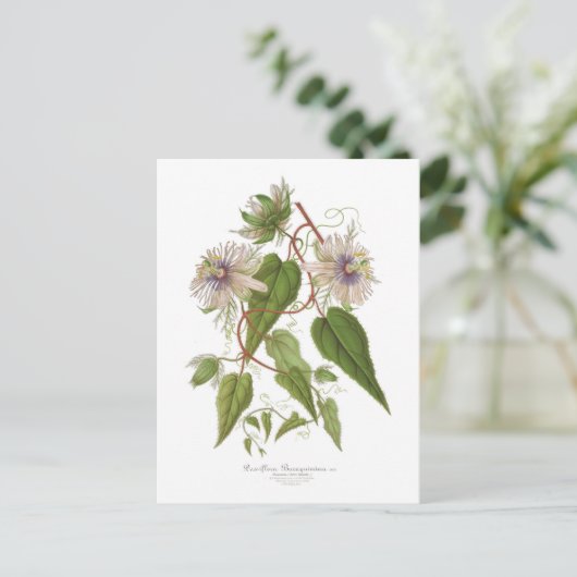 Passiflora baraquimima briefkaart (Staand voorkant)