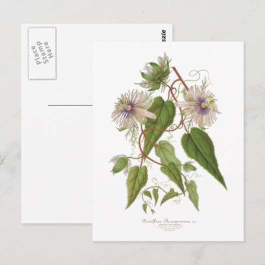 Passiflora baraquimima briefkaart (Voorkant / Achterkant)