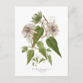 Passiflora baraquimima briefkaart (Voorkant)