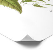 Passiflora baraquimima poster (Hoek)