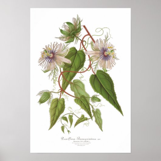 Passiflora baraquimima poster (Voorkant)