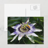 Passiflora Briefkaart (Voorkant / Achterkant)