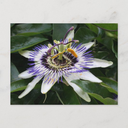 Passiflora Briefkaart (Voorkant)