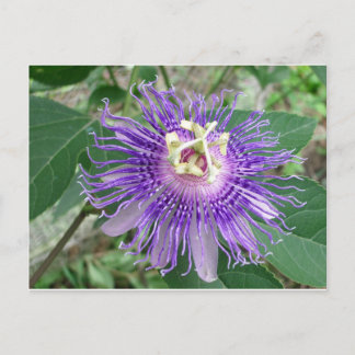 Passiflora Briefkaart