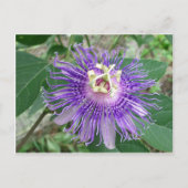 Passiflora Briefkaart (Voorkant)