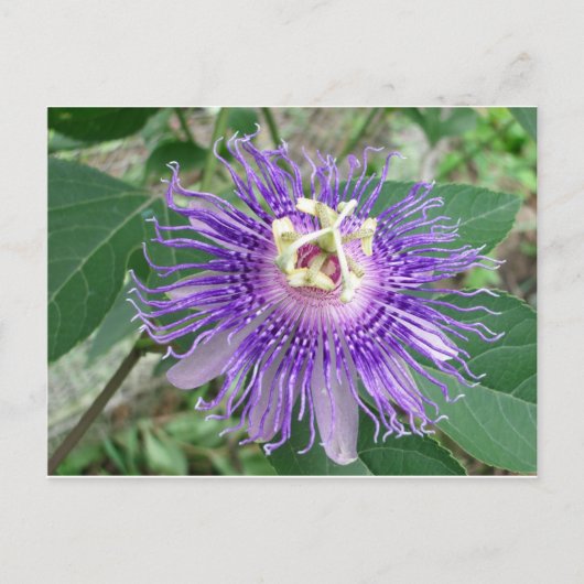 Passiflora Briefkaart (Voorkant)