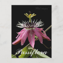 Passiflora-Briefkaart