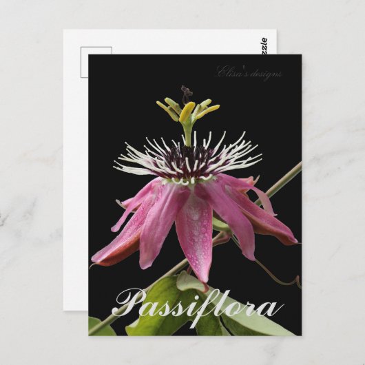 Passiflora-Briefkaart Briefkaart (Voorkant / Achterkant)