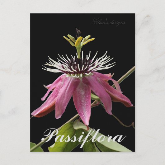 Passiflora-Briefkaart Briefkaart (Voorkant)