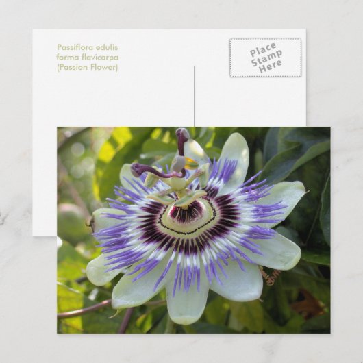 Passiflora edulis forma flavicarpa (Passievloer) Briefkaart (Voorkant / Achterkant)
