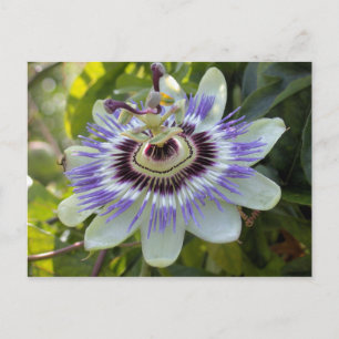 Passiflora edulis forma flavicarpa (Passievloer) Briefkaart