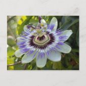 Passiflora edulis forma flavicarpa (Passievloer) Briefkaart (Voorkant)