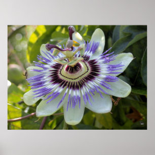 Passiflora edulis forma flavicarpa (Passievloer) Poster