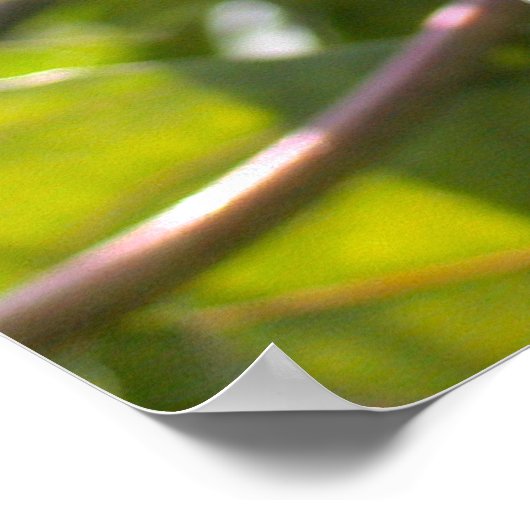 Passiflora edulis forma flavicarpa (Passion Flower Poster (Hoek)