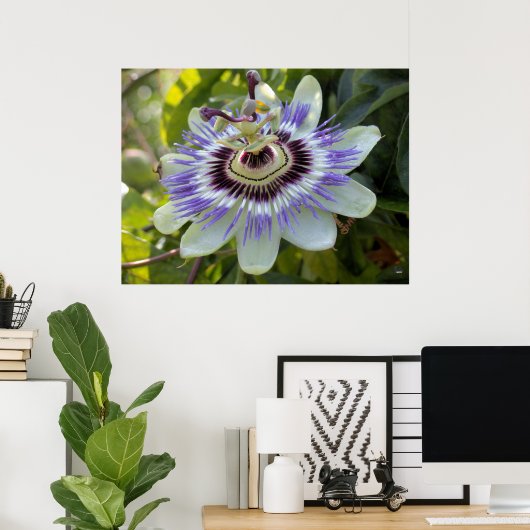 Passiflora edulis forma flavicarpa (Passion Flower Poster (Thuiskantoor)