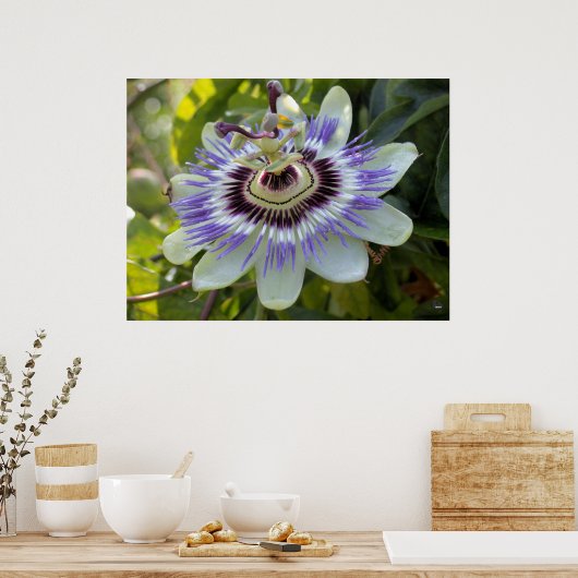 Passiflora edulis forma flavicarpa (Passion Flower Poster (Keuken)